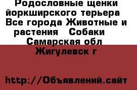 Родословные щенки йоркширского терьера - Все города Животные и растения » Собаки   . Самарская обл.,Жигулевск г.